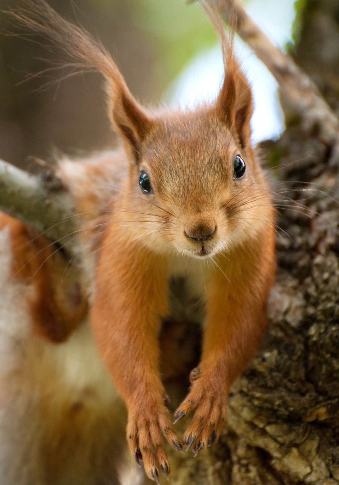 Red squirrel have a rest on the tree